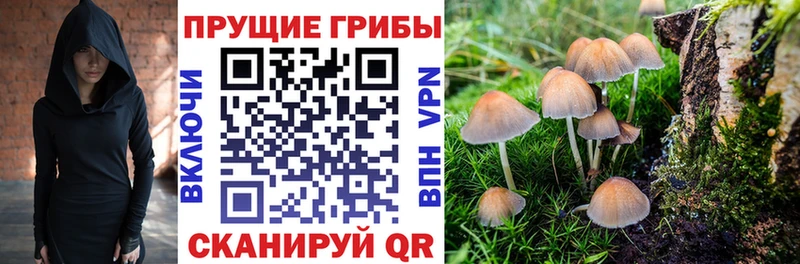 Купить закладки  Лесной  Псилоцибиновые грибы MAGIC MUSHROOMS 